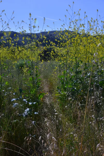 DSC_6123 (Large).JPG